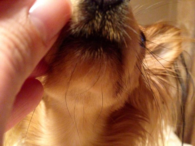 У собаки выпадают усы: основные причины недуга