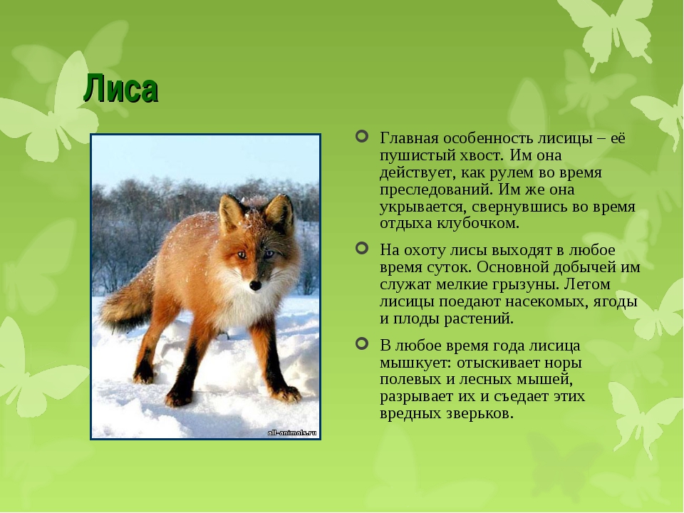 В какой природной зоне обитает лисица