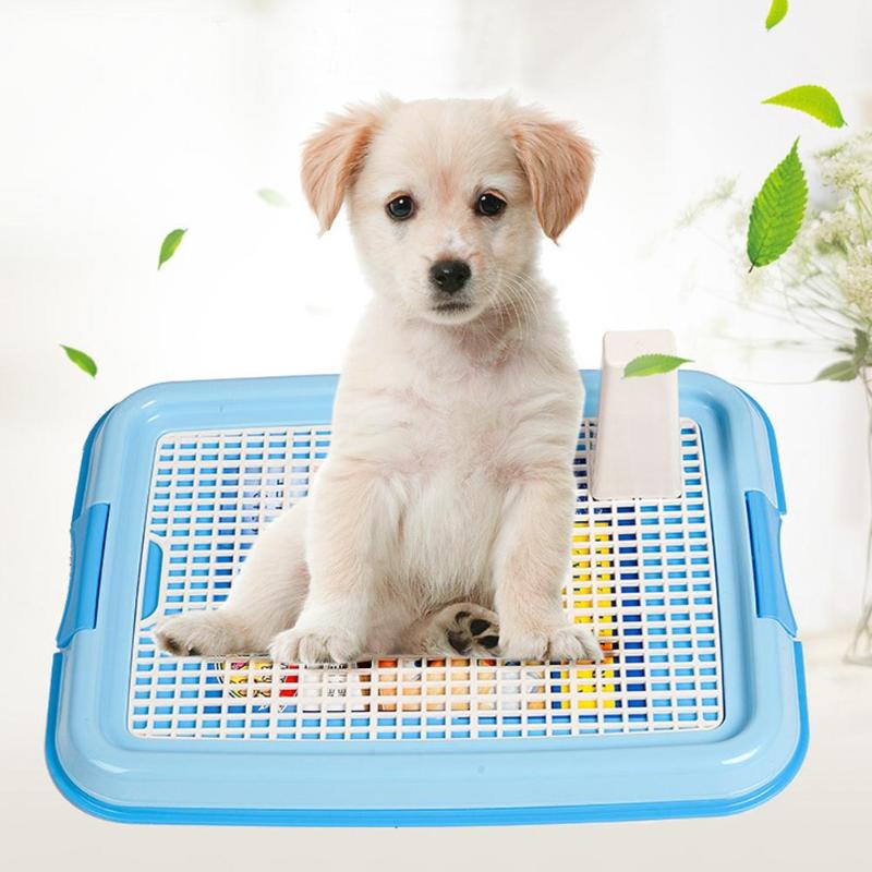 Как приучить щенка к туалету | животный мир