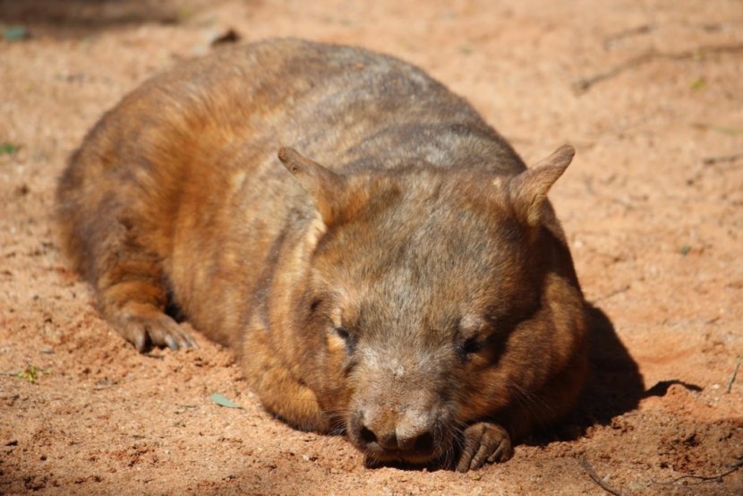 Сумчатые австралийские животные — список, описание с фото, среда обитания