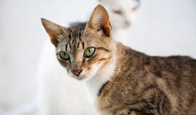 Эгейская кошка – красавица, родом с греческих берегов