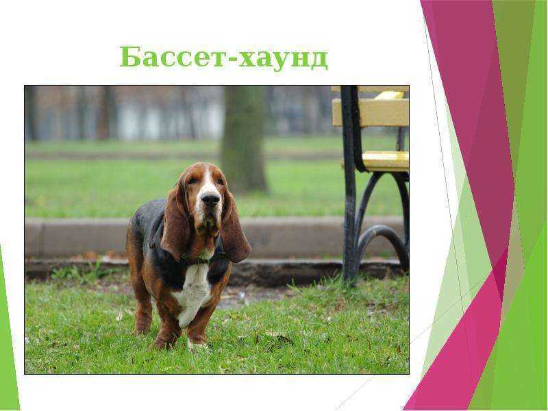 Бассет хаунд собака. описание, особенности, уход и цена бассет хаунда