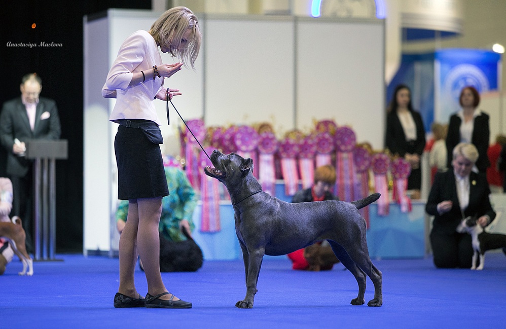 Собачьи дни: в москве прошла крупнейшая выставка собак. ридус
