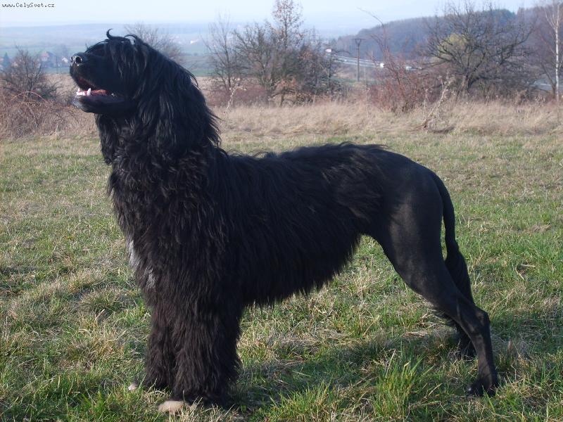 Характеристика собак породы португальская водяная собака с отзывами и фото