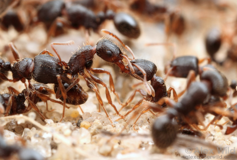 Целебный лесной муравей | надежда