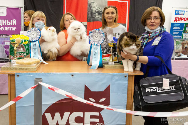 Международная выставка собак и кошек в оффенбурге