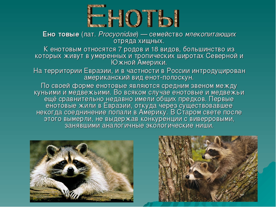 Енот-полоскун — виды, характеристика, описание