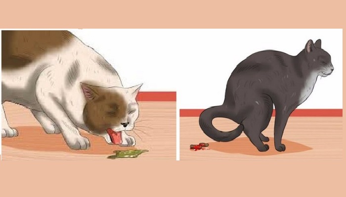 Понос у домашней кошки: кто виноват и что делать