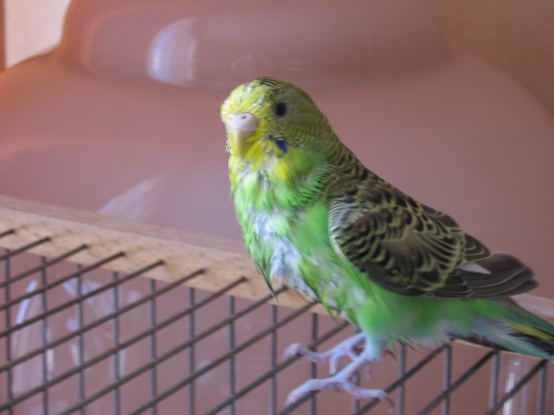Ожереловый и волнистый попугаи – сколько раз происходит линька, уход и кормление