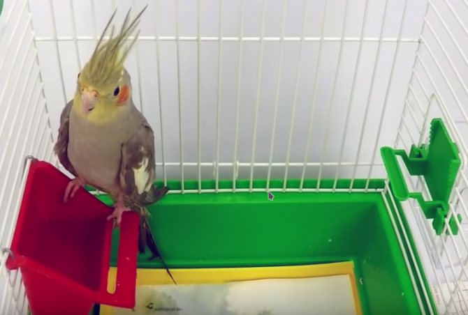 Белый попугай с хохолком корелла: уход и питание, содержание