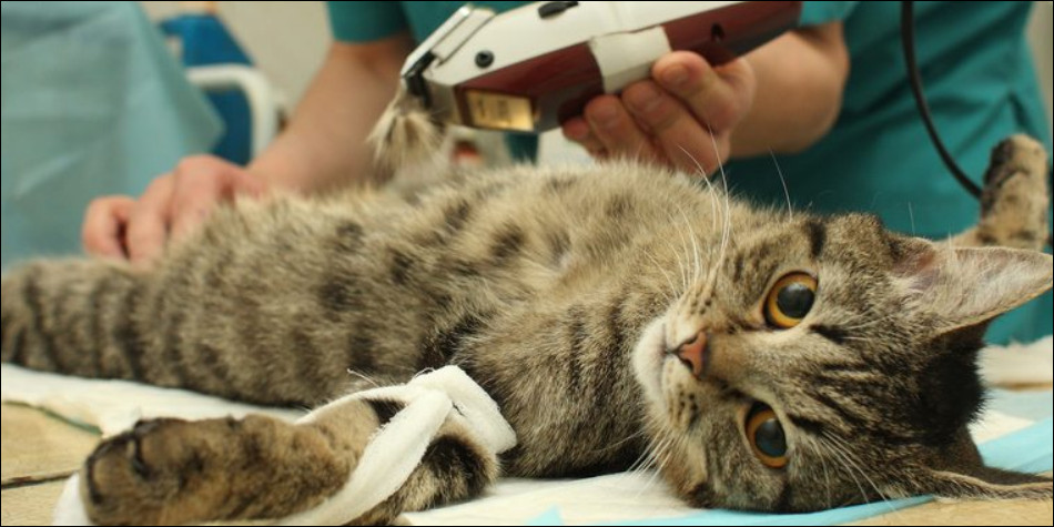 Уход за кошкой после операции | блог ветклиники "беланта"