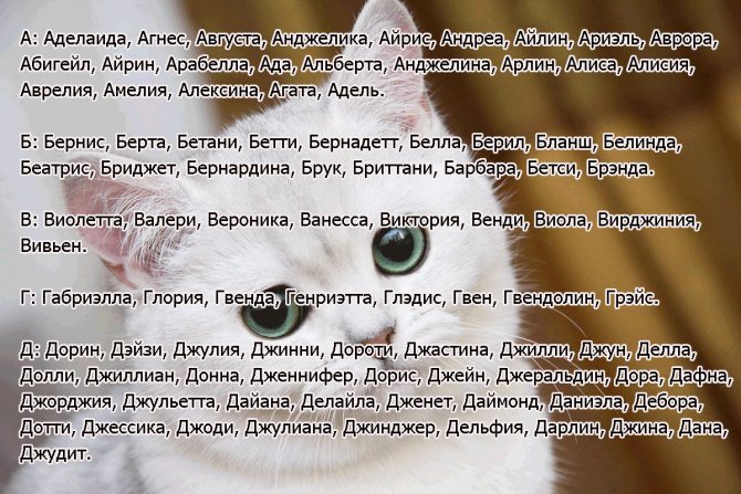 Имена и клички для дымчатых котов - русский алфавит - sunray