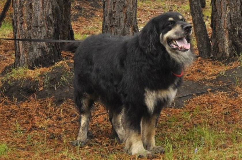 Описание породы собак бурят-монгольский волкодав: характер, уход, предназначение