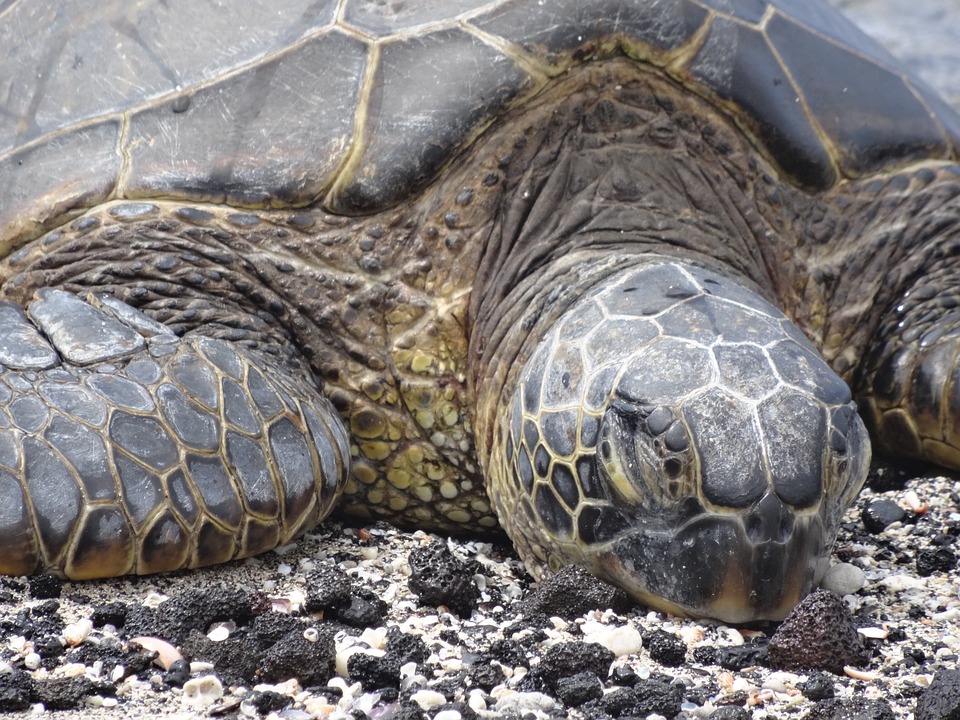 Как разбудить черепаху сухопутную? содержание черепах дома - уход, кормление, лечение заболеваний