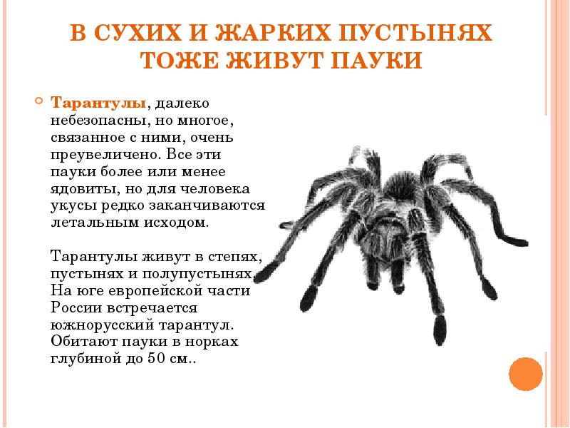 Паук тарантул: описание. чем опасен укус тарантула? :: syl.ru