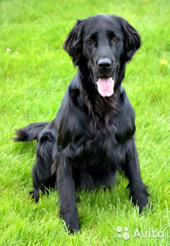 Особенности черного лабрадора-ретривера: фото собак, черты характера, внешнее описание, правила ухода и выбор щенка
