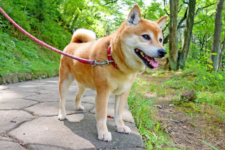 Сиба-ину (66 фото): описание японской породы собак, характер щенков и дрессировка, размеры и характеристика окрасов, отзывы владельцев