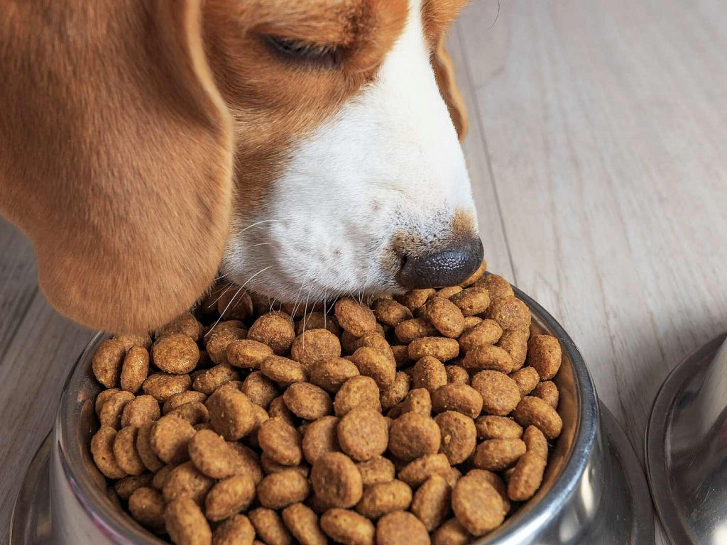 Что делать, если собака много ест, и какие риски переедания у собак? | hill's pet