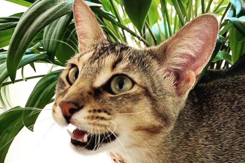 Чаузи или хауси: 120 фото новой породы кошек. видео описание одомашненного дикого кота