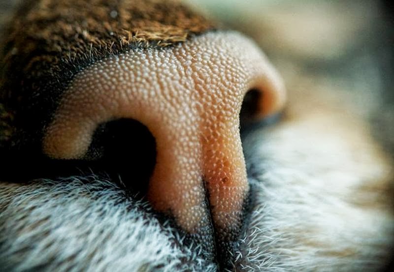 Почему у котов мокрый нос и что значит его сухость