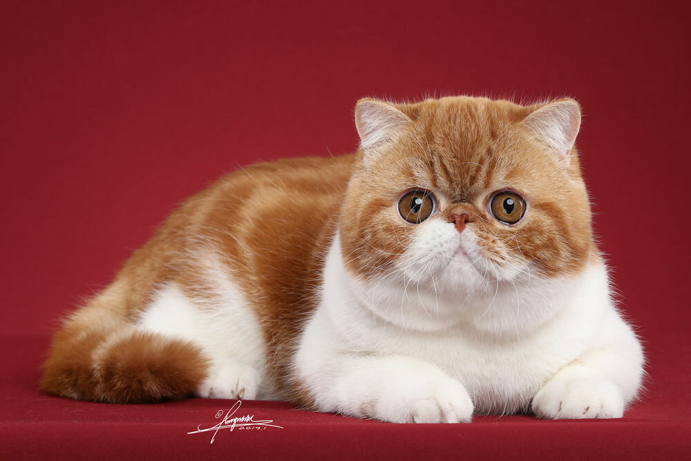 Экзотическая короткошерстная кошка : содержание дома, фото, купить, видео, цена