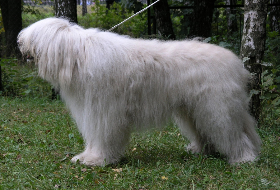 Мощный и независемый пес – южнорусская овчарка