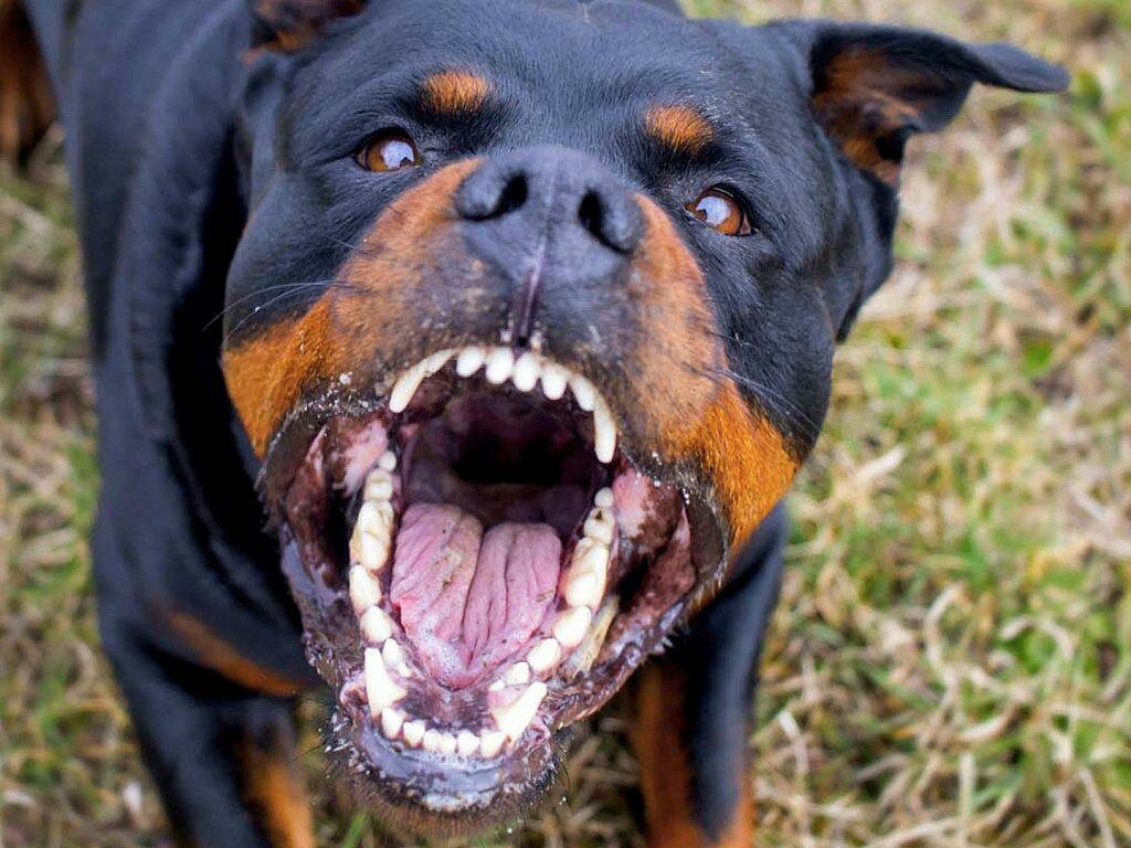 Топ 10 самые опасные породы собак в мире
