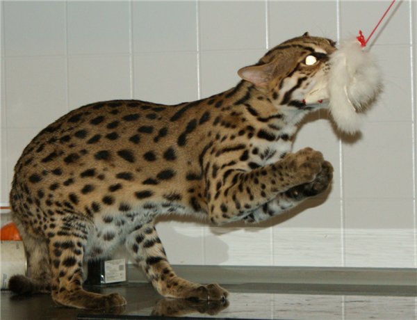 Кошка похожая на леопарда — как выглядят породы с пятнистым окрасом