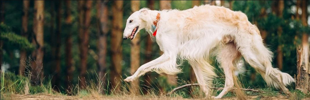 Русская псовая борзая: характеристика и описание породы - моя собака