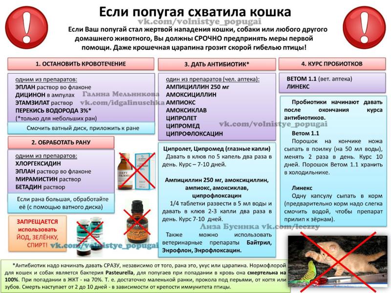 Что давать попугаям кроме корма. Что нельзя давать попугаю. Чем можно кормить попугая. Что нельзя есть волнистым попугаям. Чем нельзя кормить волнистых попугаев.