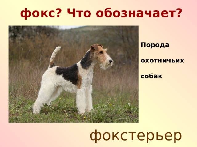 Гладкошерстный фокстерьер (32 фото): описание короткошерстной породы, особенности характера. сколько живут собаки?