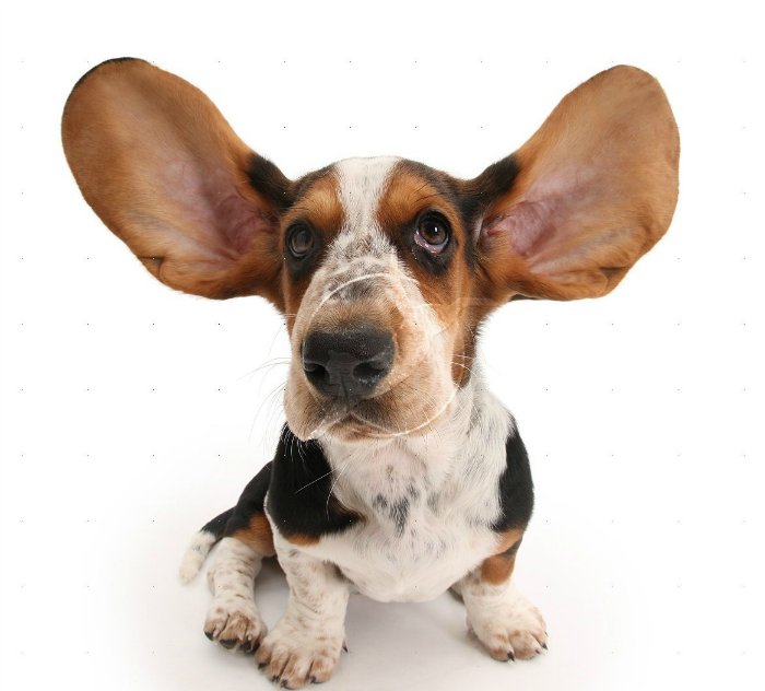 Породы собак с большими и длинными ушами — фото, название, описание