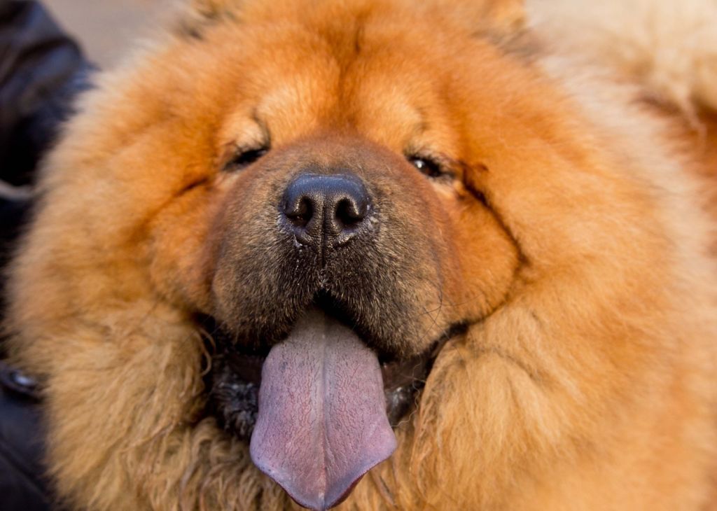 Почему собака высовывает язык: норма и патология | блог ветклиники "беланта"