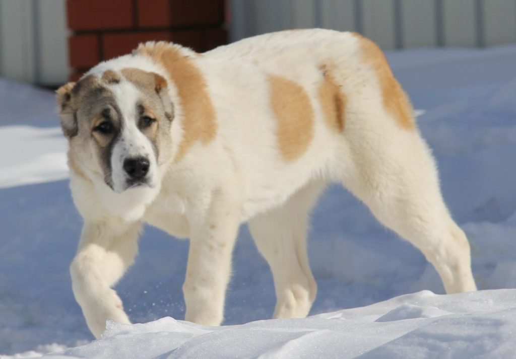 Алабай собака фото, порода среднеазиатская овчарка характеристика, ценок