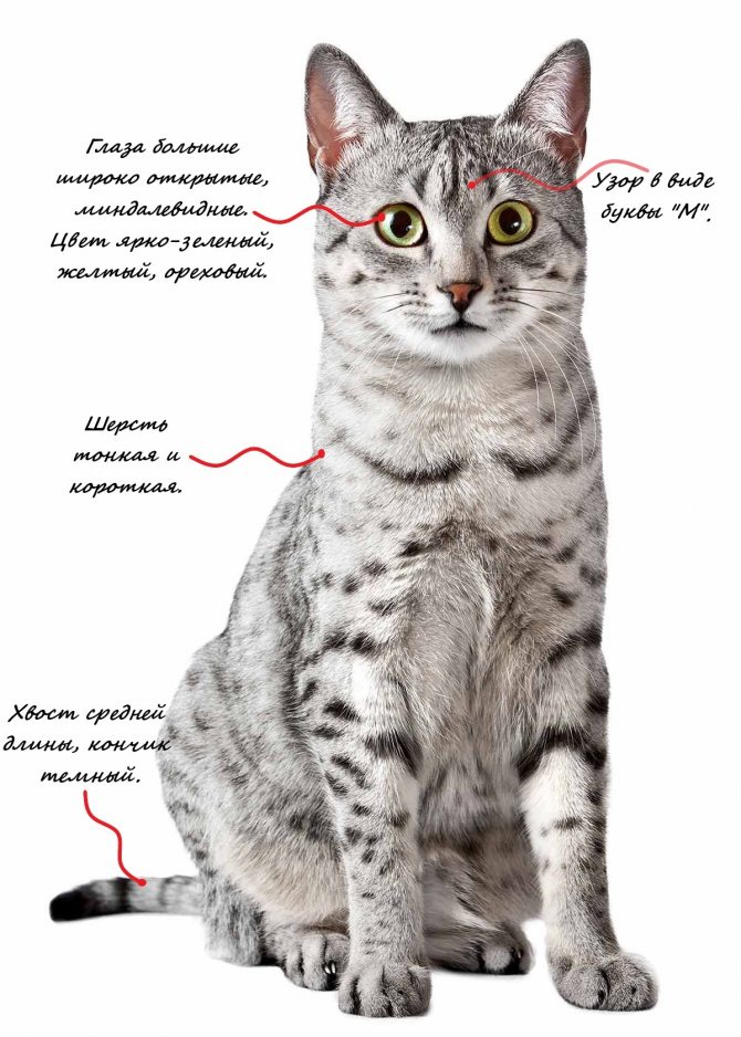 Египетская мау: фото, описание породы кошек, характер, отзывы и цены