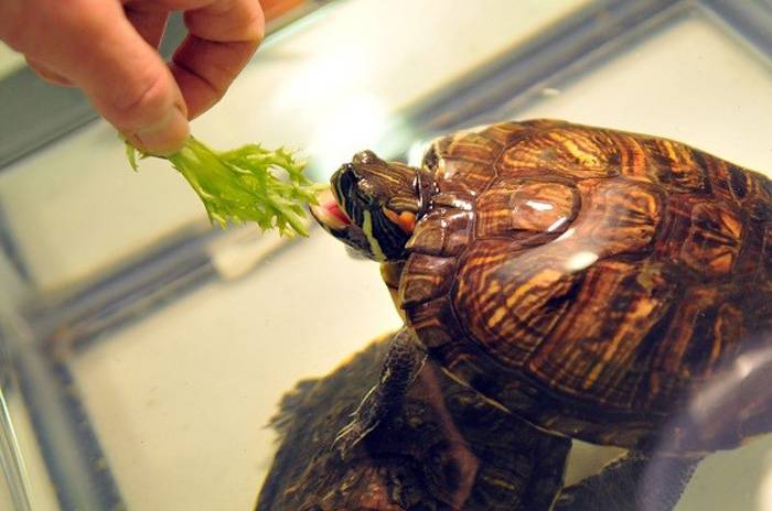 Сколько раз в день нужно кормить красноухую черепаху