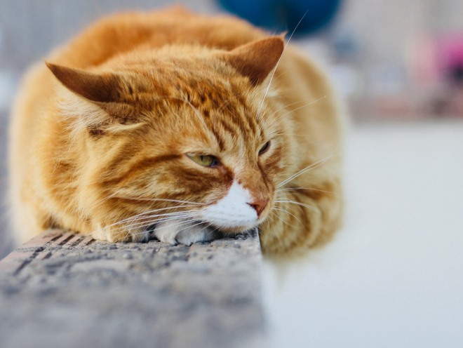 Все, что нужно знать об астме у кошек — симптомы, причины и лечение заболевания