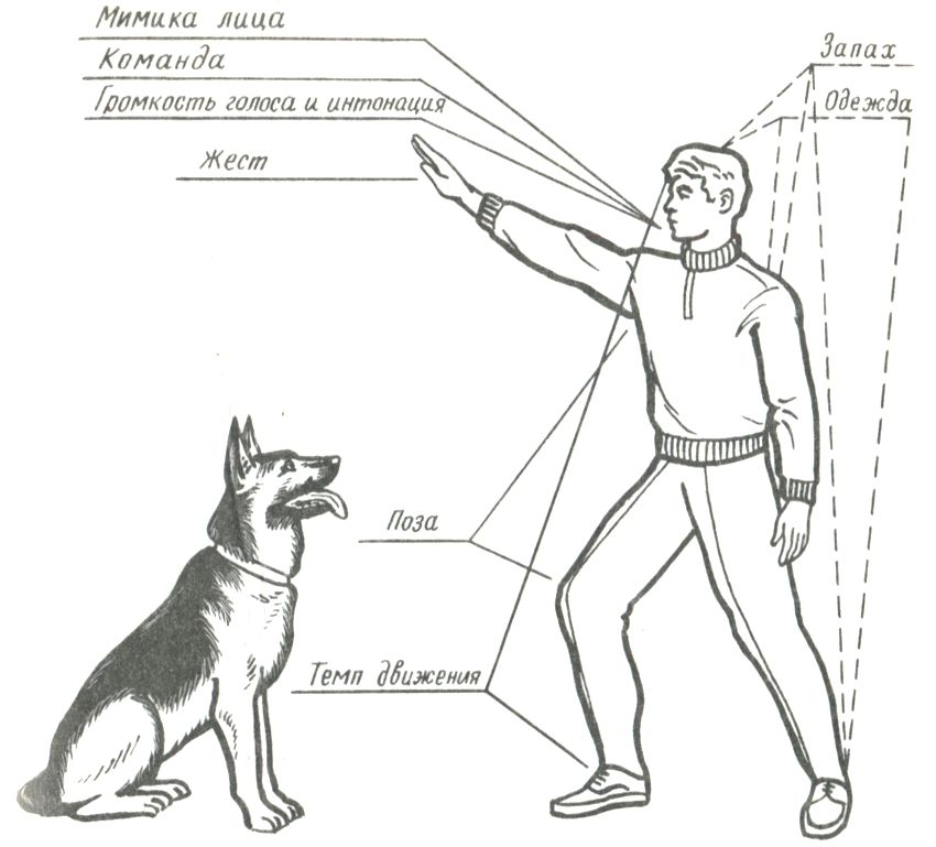 Жесты для собак руками дрессировки фото