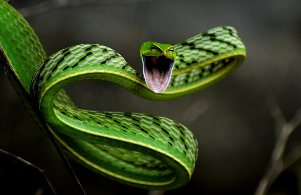 Плетевидная змея