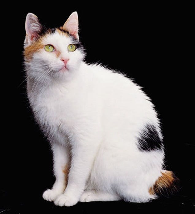 Трехцветная кошка в доме - все приметы и суеверия