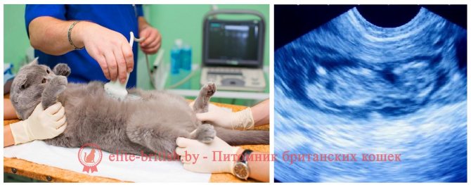 Беременность у кошки и ее самые первые признакиветлечебница рос-вет