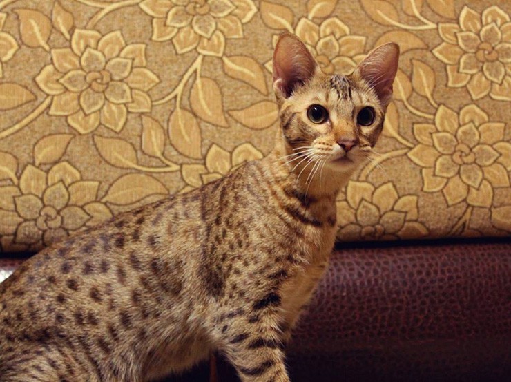 Оцикет (27 фото): описание породы кошек, особенности характера котов. популярные клички