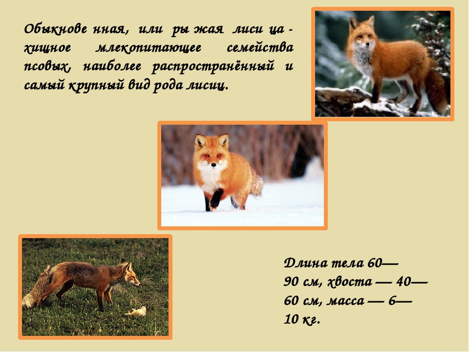 Сколько лет живут лисы. Систематика животных лисица обыкновенная. Лисица описание. Лиса описание животного. Описание лисички животного.