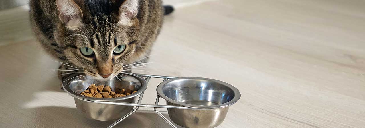 Почему кошка закапывает пищу? | прохвост