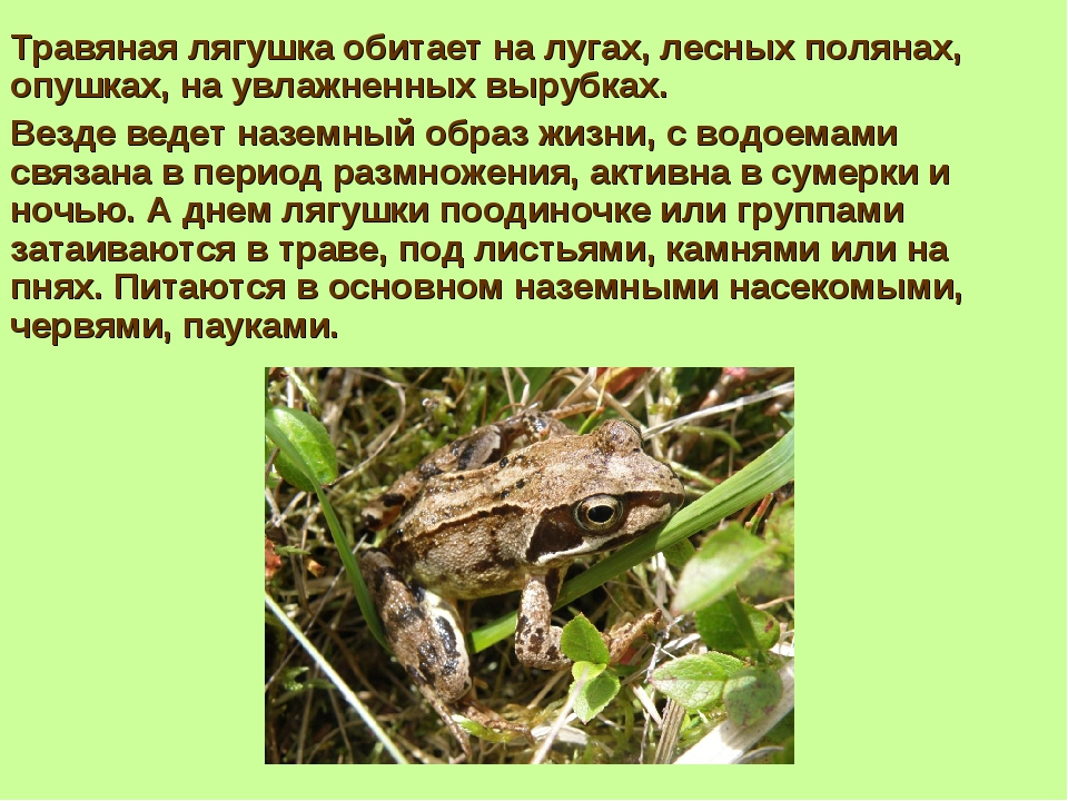 Зеленая жаба: описание, места обитания, образ жизни