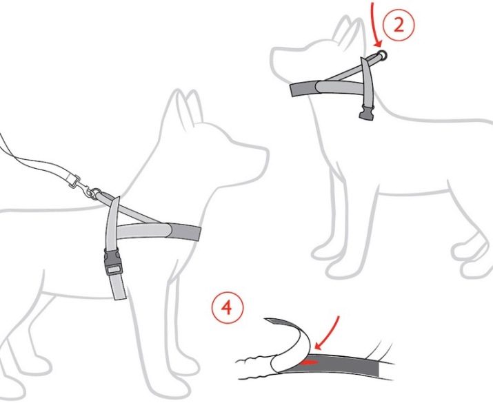 Учим собаку носить шлейку: особенности и выбор амуниции