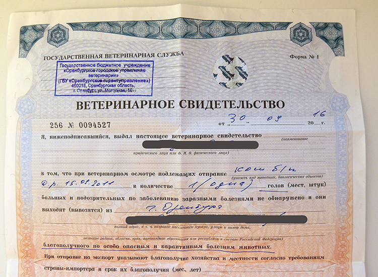 Правила проезда в поездах ржд дальнего следования в связи с covid-19 - ftimes.ru - свежие новости россии и мира сегодня