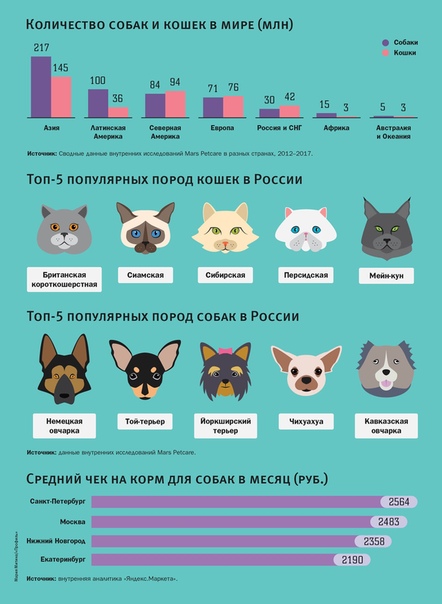 Самые умные породы кошек: рейтинг интеллектуальных представителей