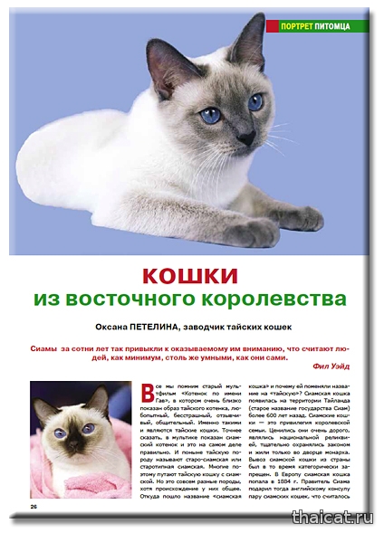 Корат: 120 фото кошки, описание породы и характера, окрас, факты о содержании