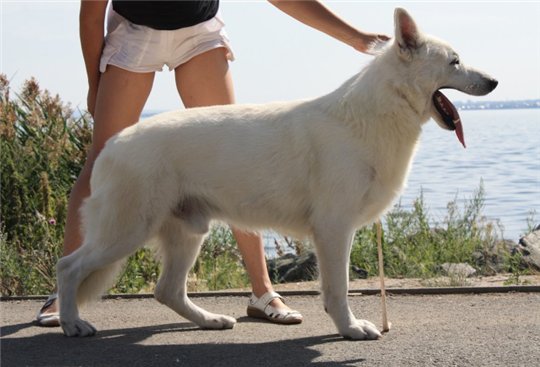 Маленькие белые породы собак: название, описание
